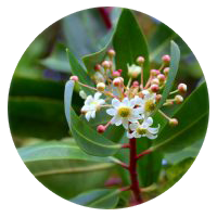 Catuaba Bark Extract