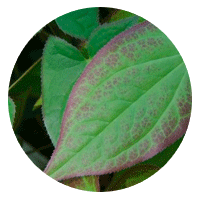 Epimedium Leaf