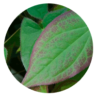 Epimedium Leaf